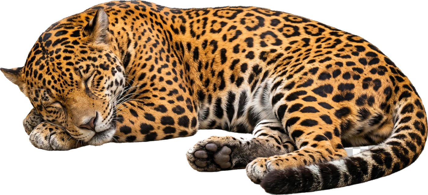 sleeping jaguar