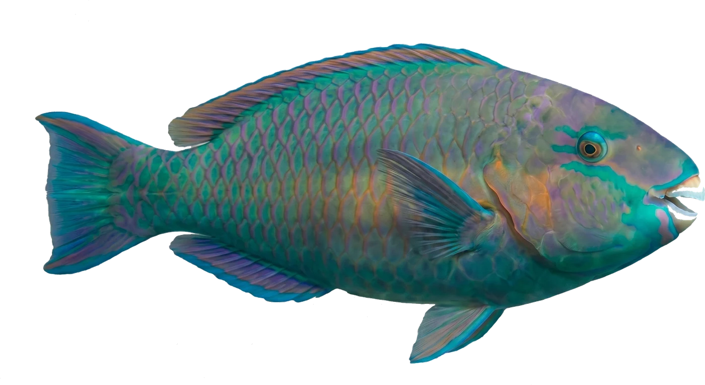 parrotfish