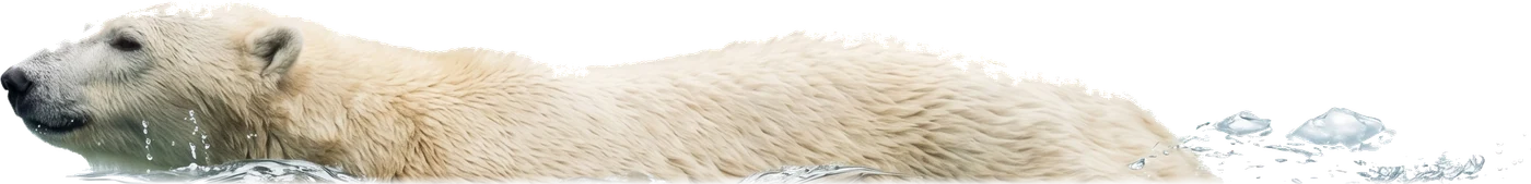 Polar bear