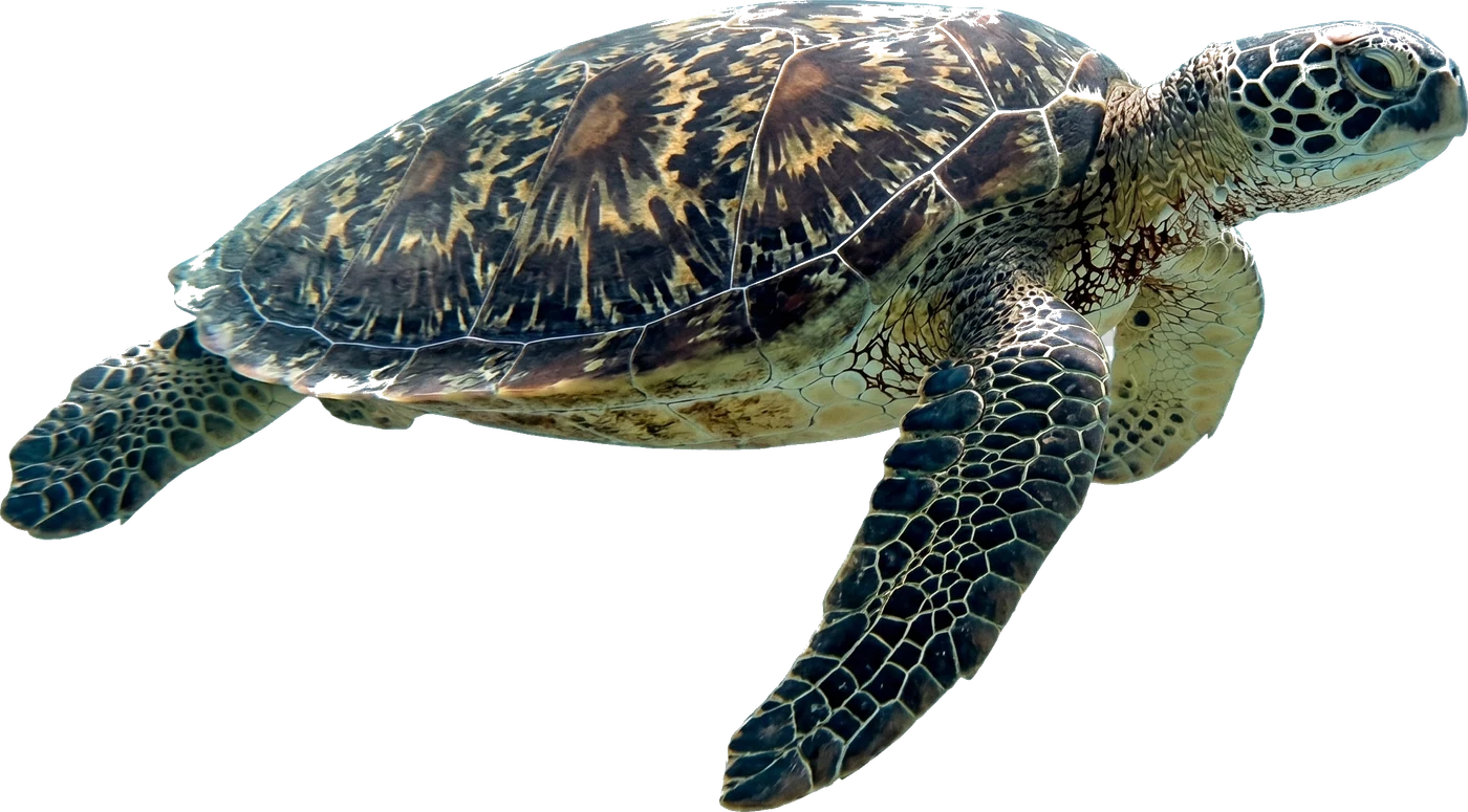 sea turtle